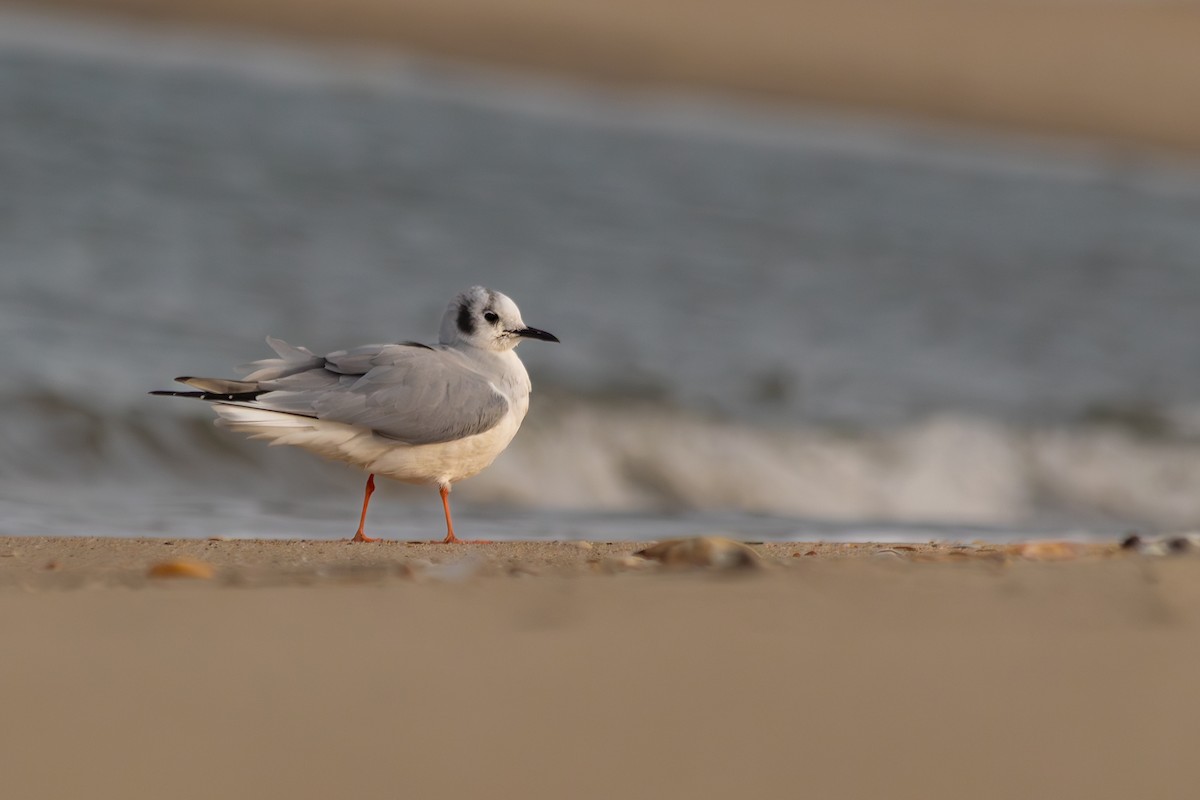 Gaviota de Bonaparte - ML646913199