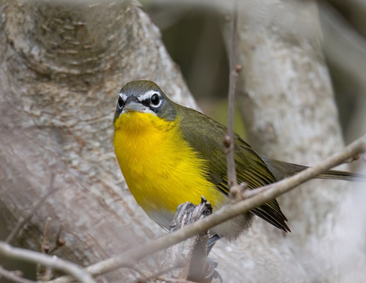 Flötenstärling - ML646913200