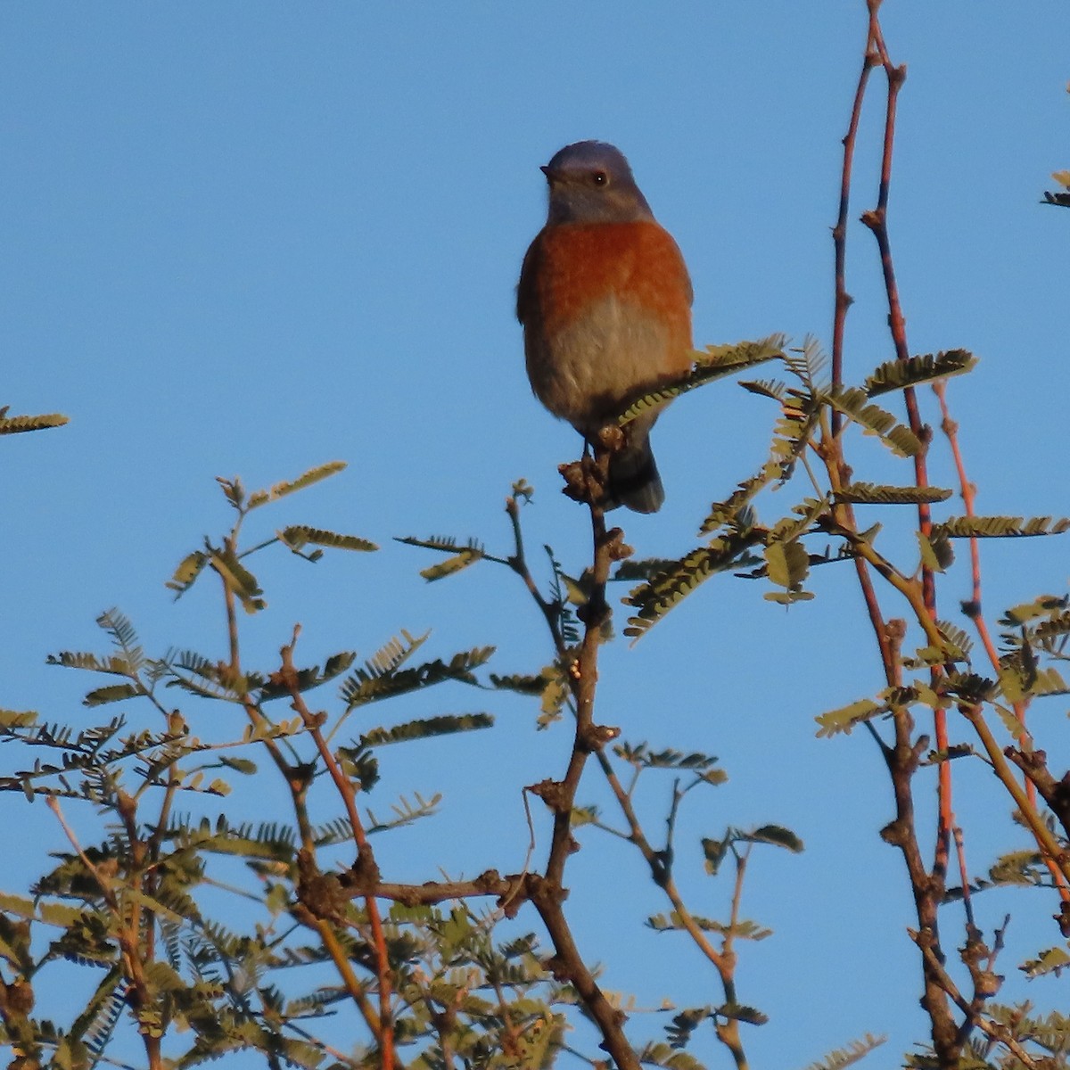 Azulejo Occidental - ML646913201