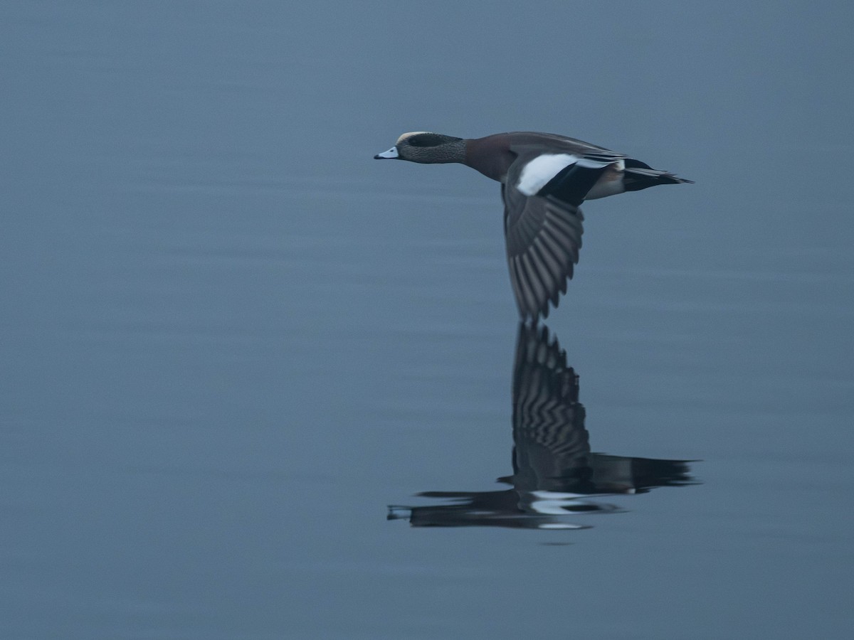 Silbón Americano - ML646913202