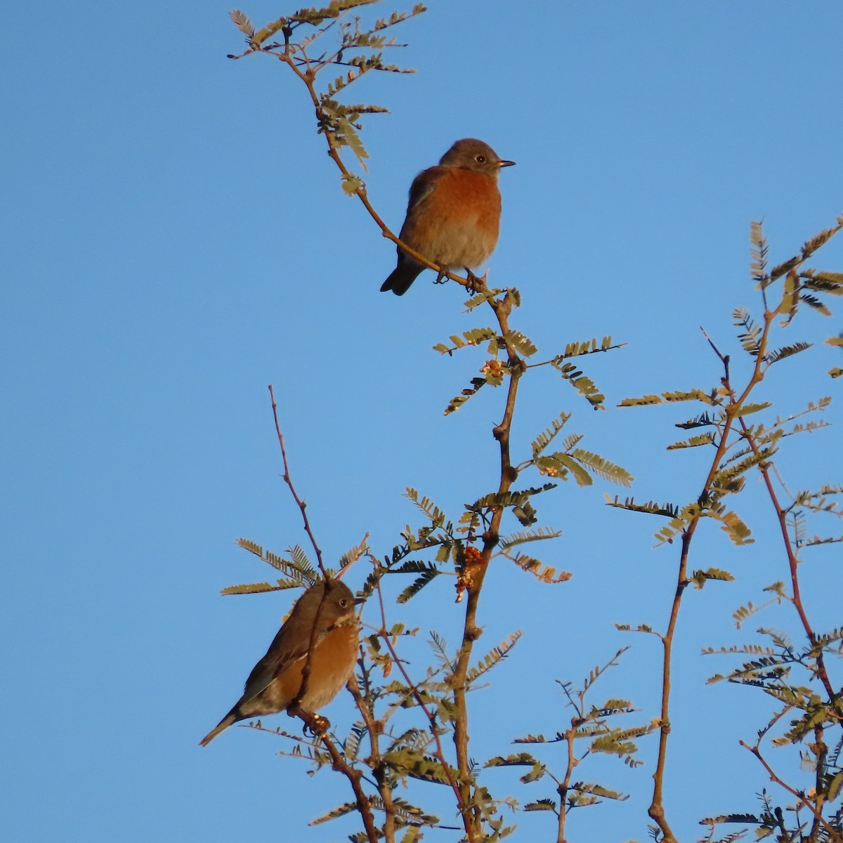 Azulejo Occidental - ML646913203