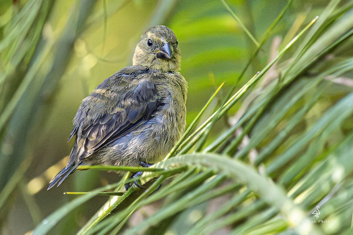 Semillero Corvino - ML646913204