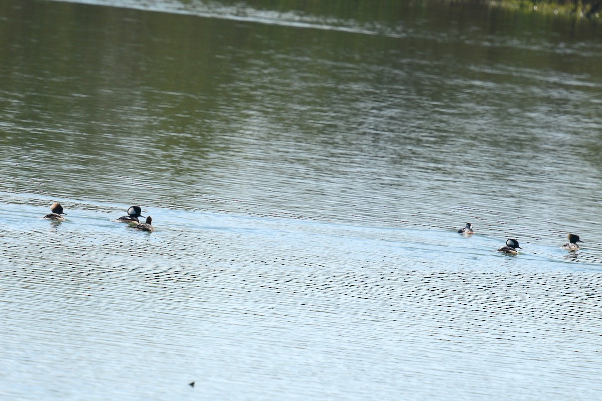 Serreta Capuchona - ML646913205