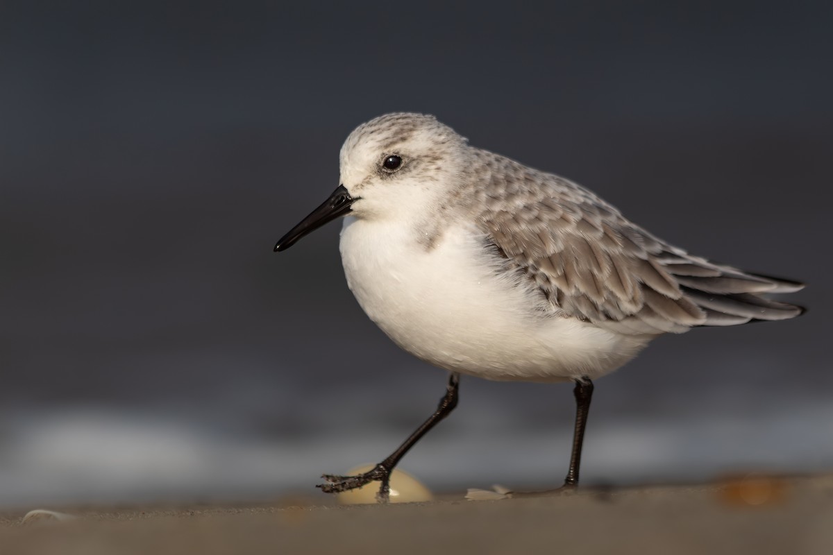 Correlimos Tridáctilo - ML646913206