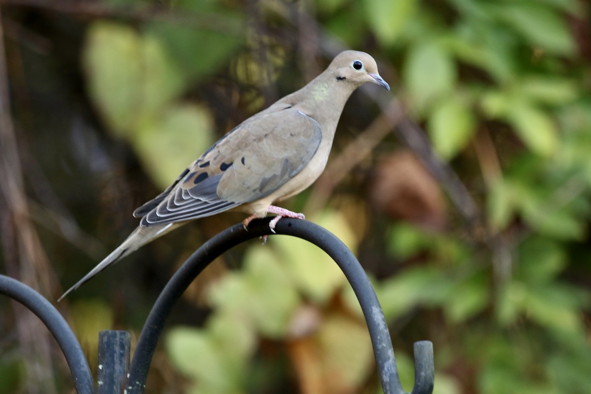 Zenaida Huilota - ML646913207