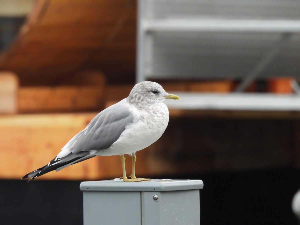 Gaviota de Alaska - ML646913208