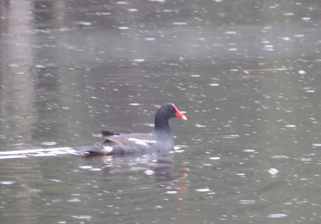 Gallineta Americana - ML646913209