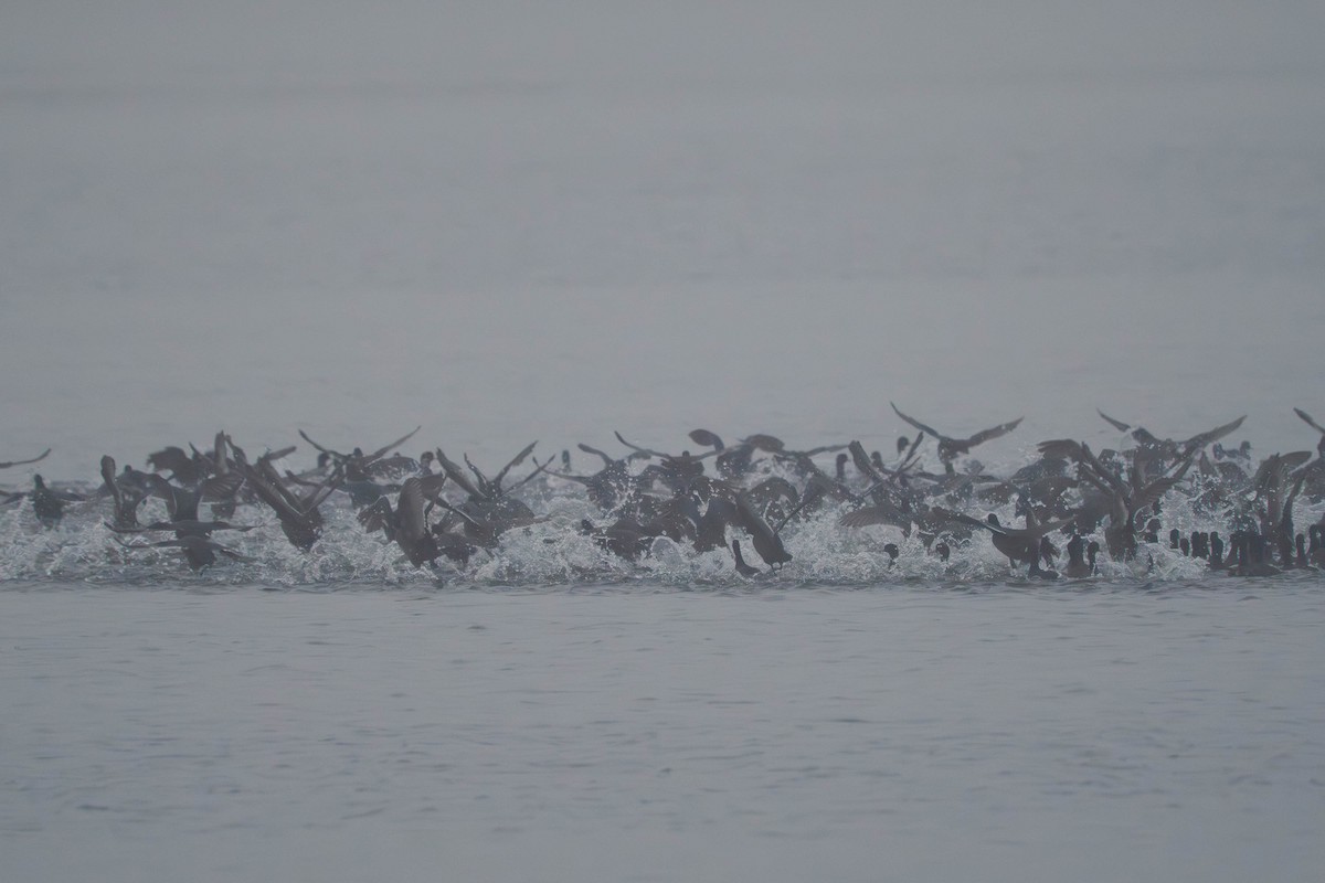 Focha Americana - ML646913210