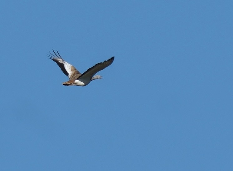 Avutarda Euroasiática - ML646913211