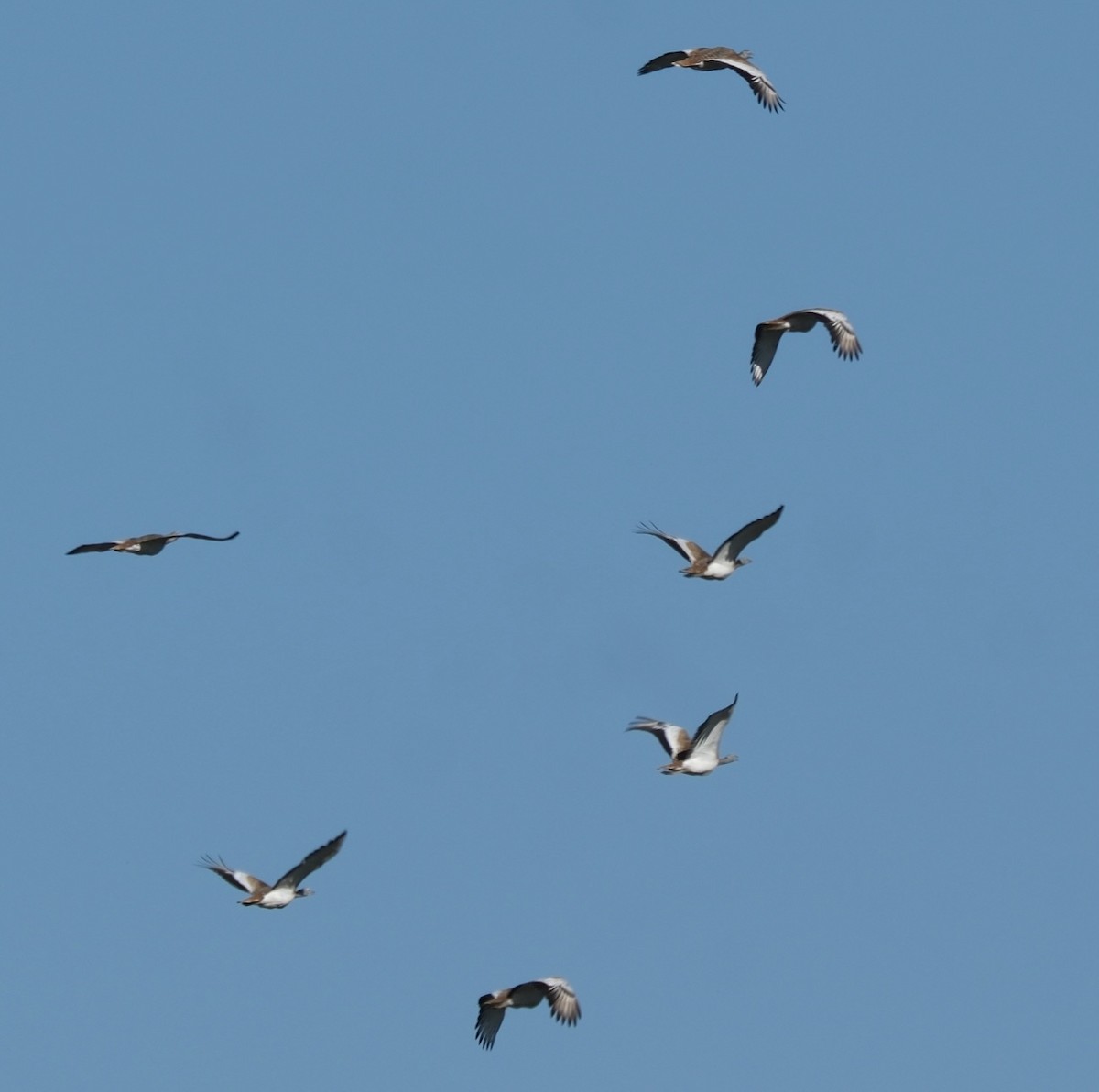 Avutarda Euroasiática - ML646913212