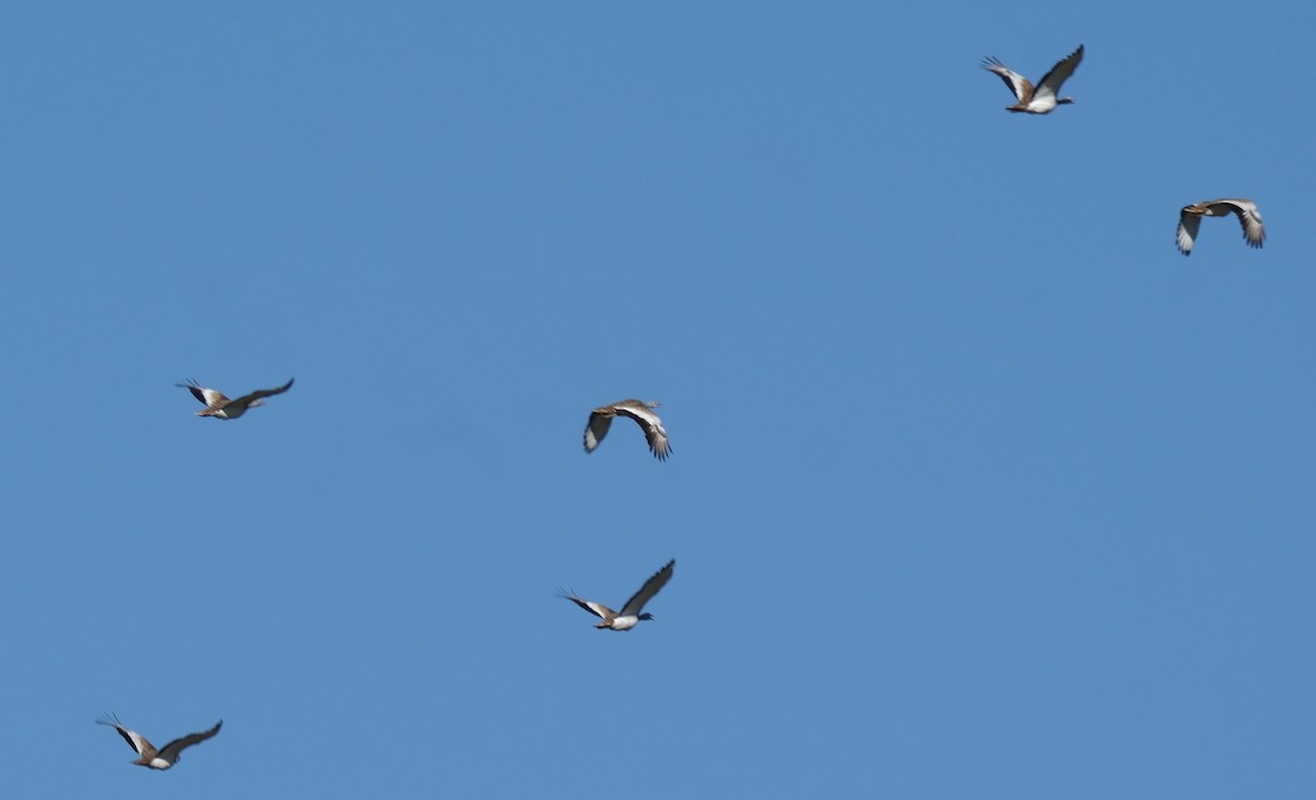 Avutarda Euroasiática - ML646913213