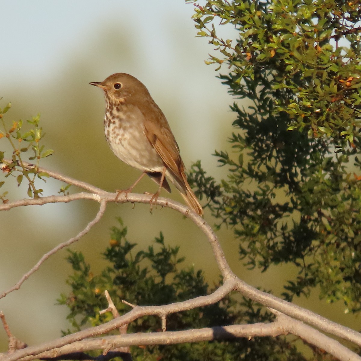 Zorzalito Colirrufo - ML646913216