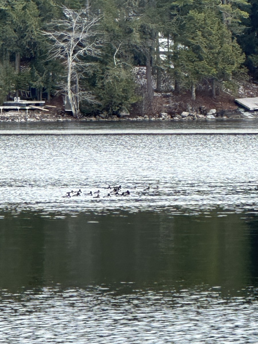 環頸潛鴨 - ML646913222