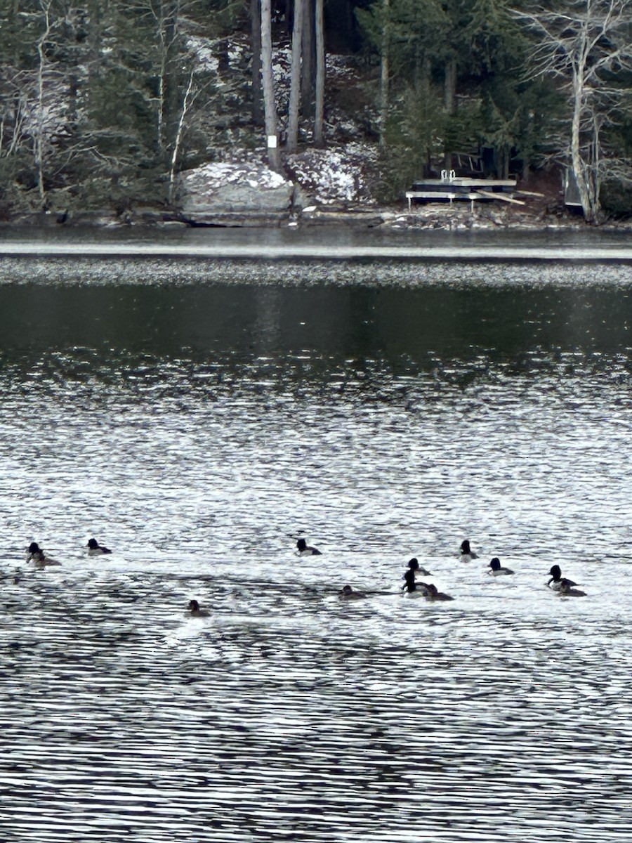 環頸潛鴨 - ML646913223