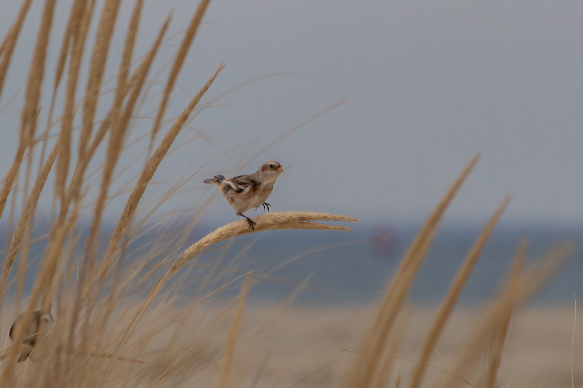 Escribano Nival - ML646913225