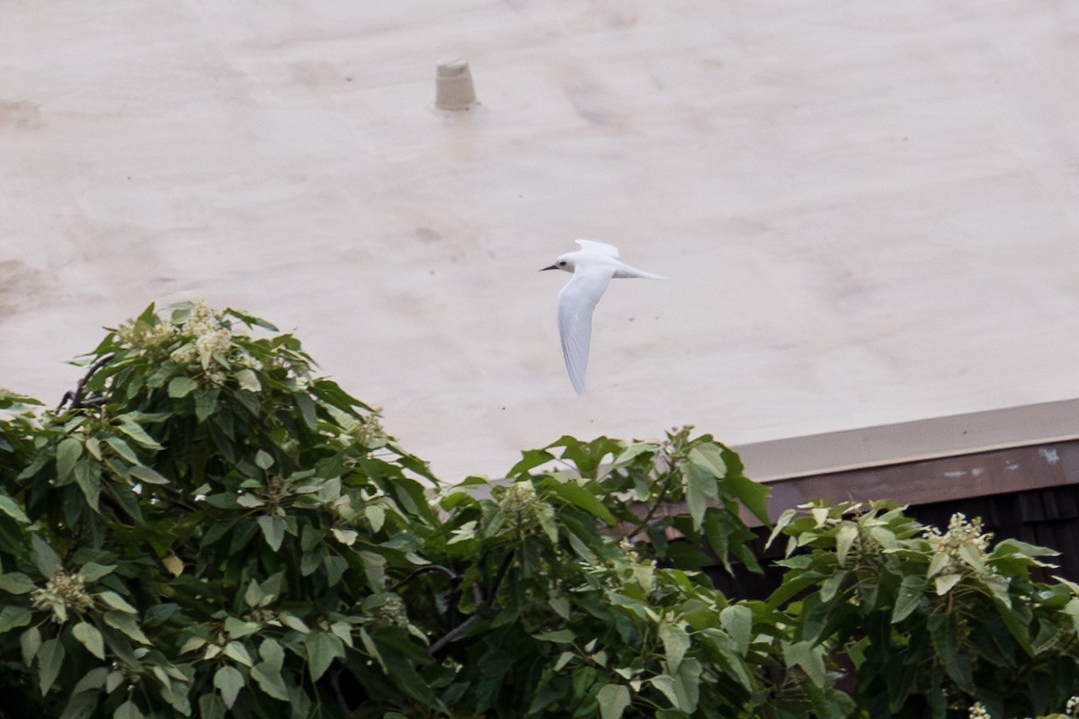 Blue-billed White-Tern - ML646913226