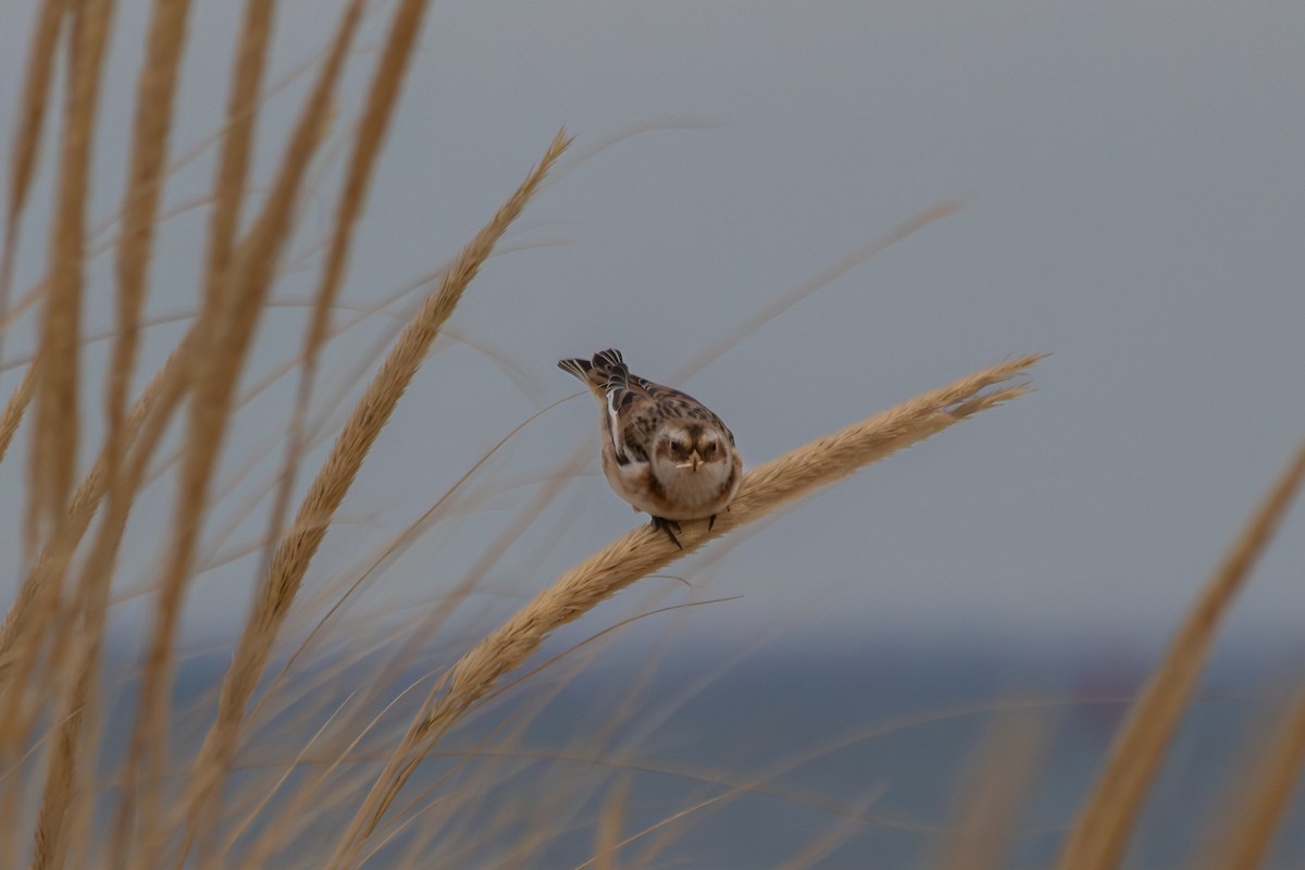 Escribano Nival - ML646913228