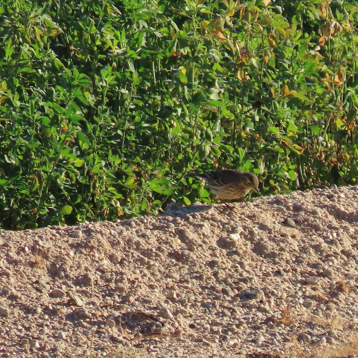 American Pipit - ML646913230