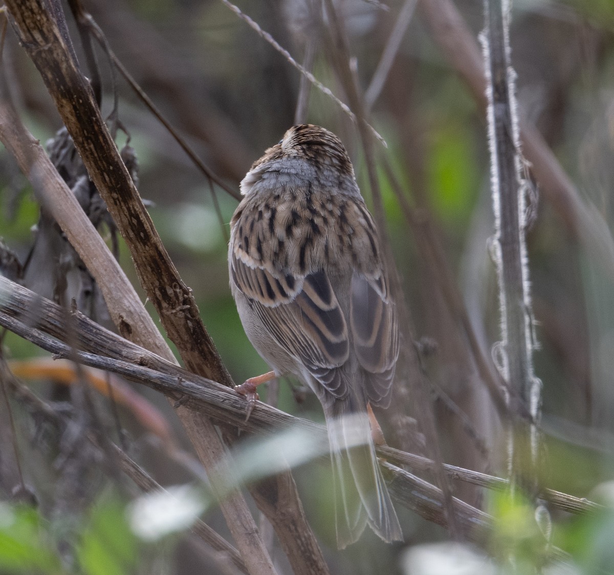 Fahlammer - ML646913231