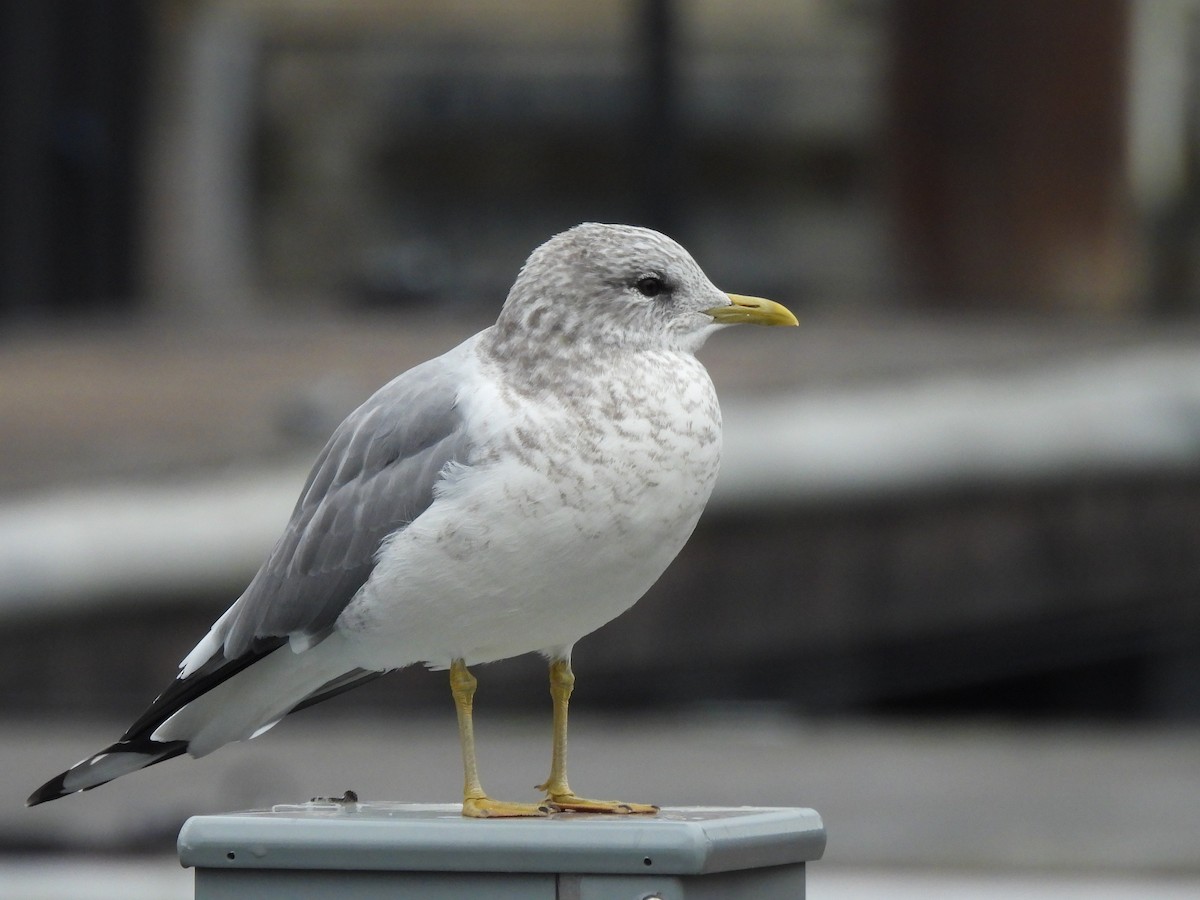 Short-billed Gull - ML646913232