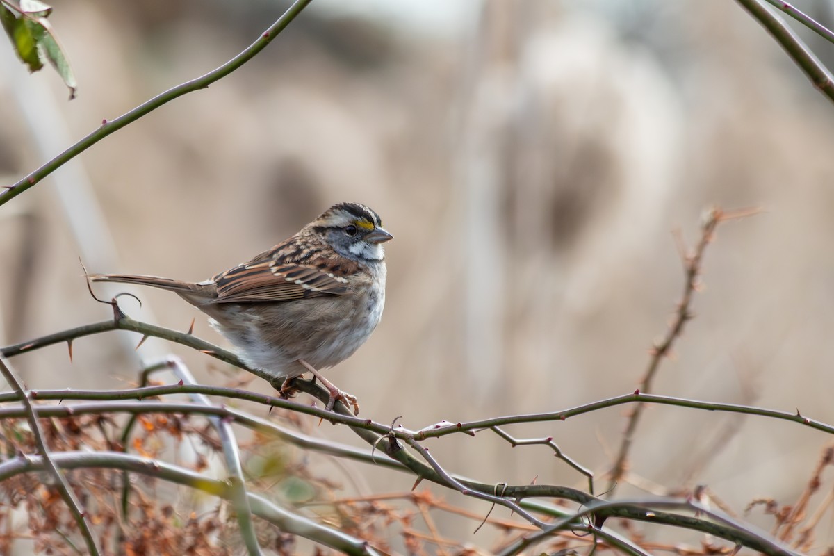 White-throated Sparrow - ML646913233