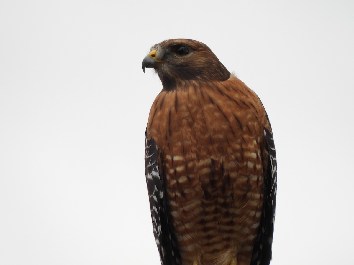 Red-shouldered Hawk - ML646913235