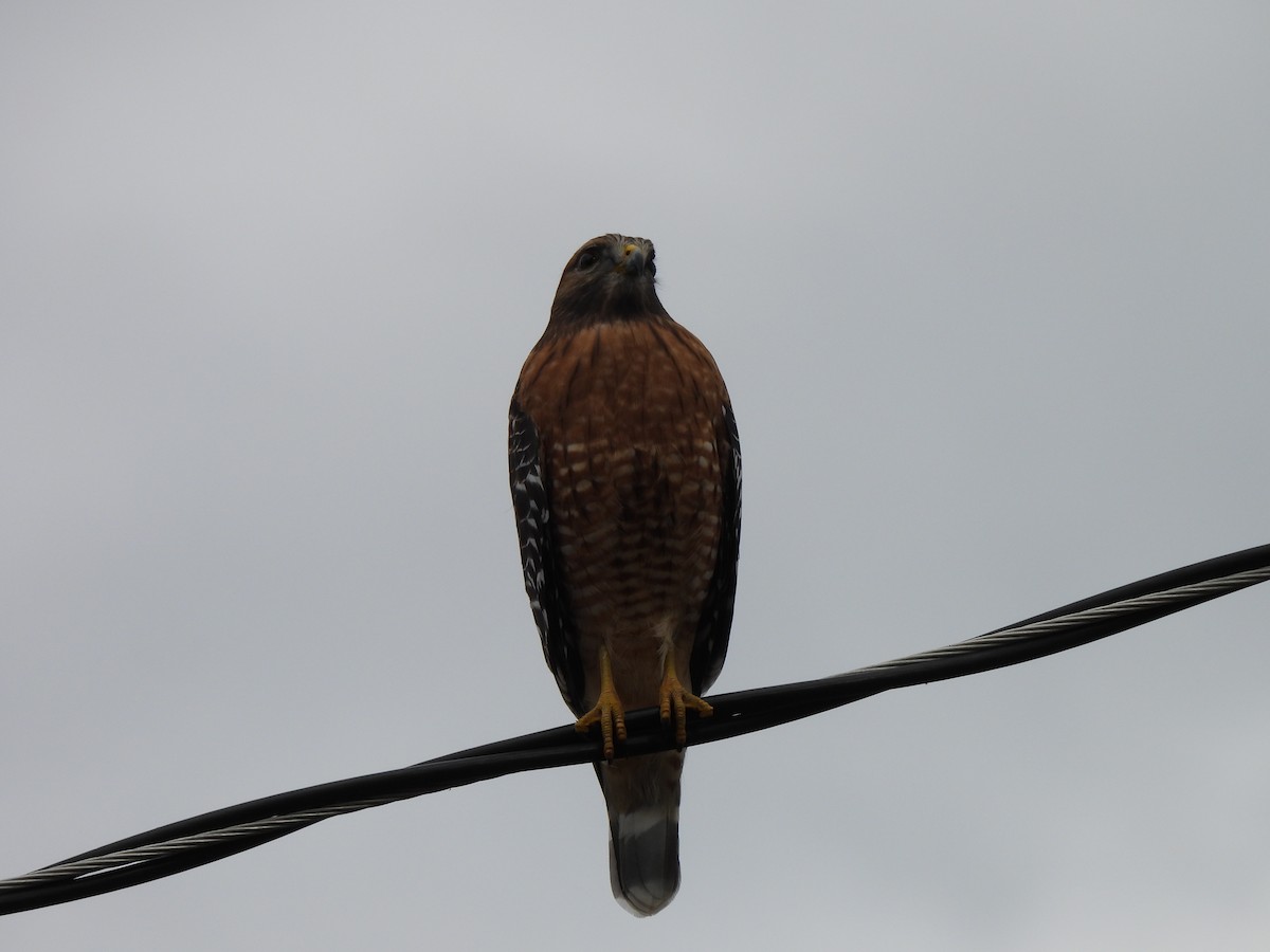 Red-shouldered Hawk - ML646913240