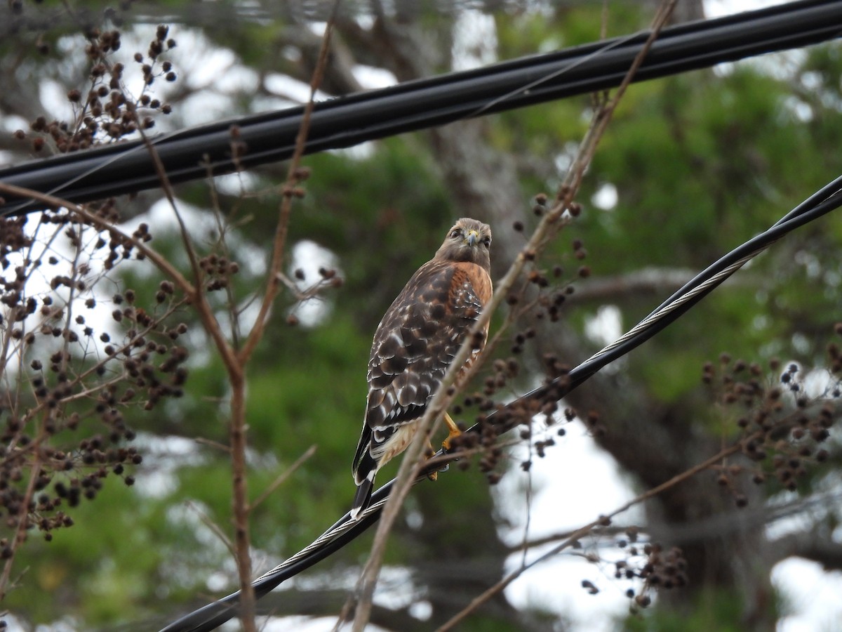 Red-shouldered Hawk - ML646913241