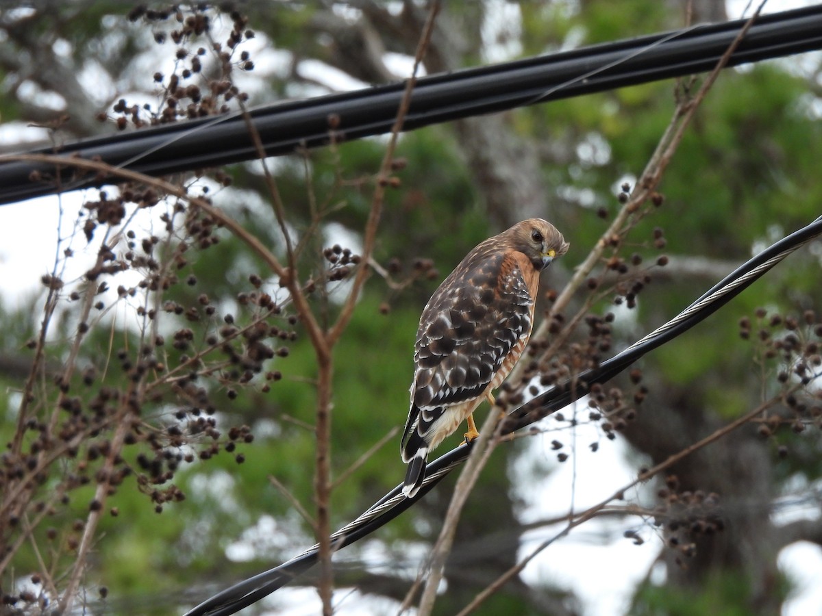 Red-shouldered Hawk - ML646913242
