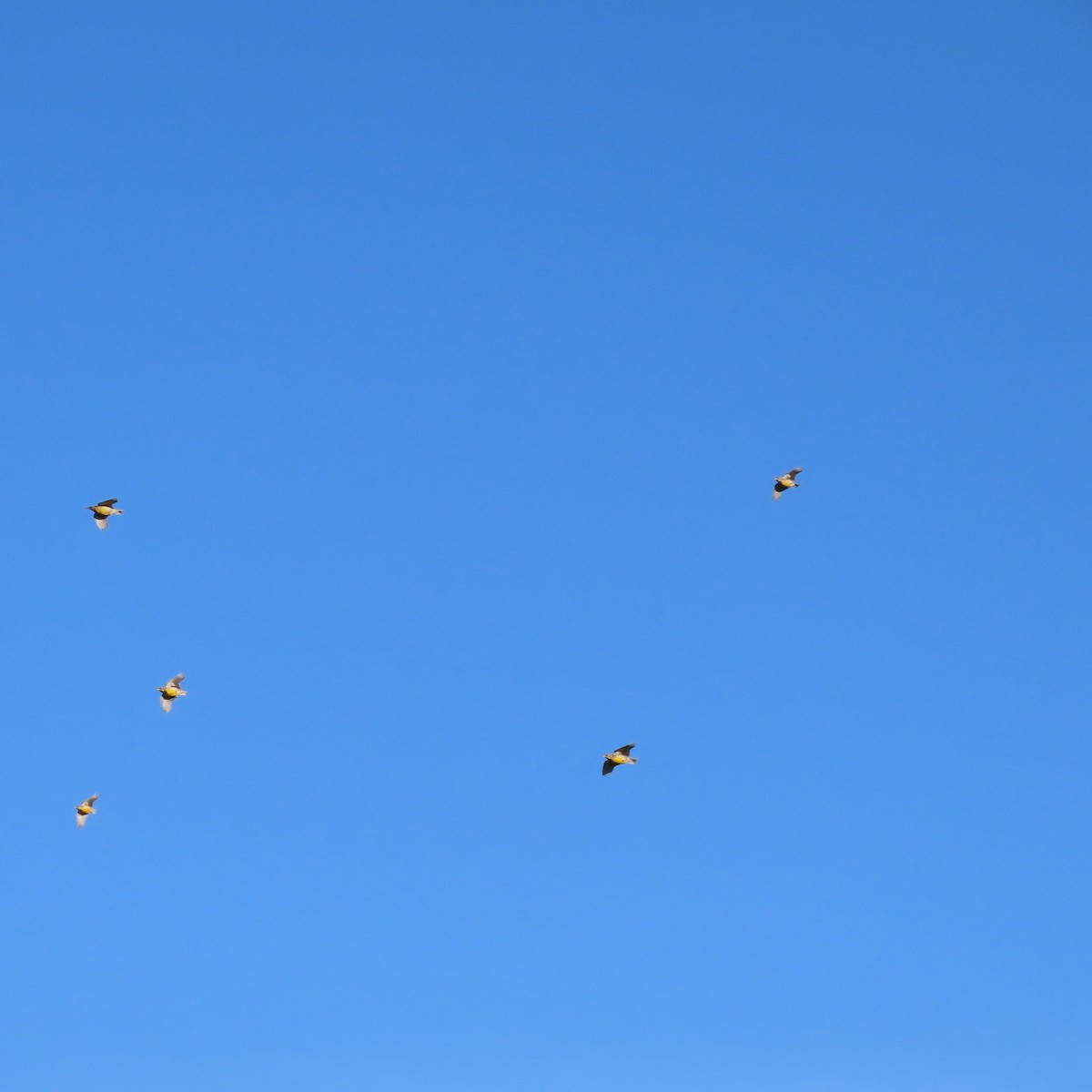 Western Meadowlark - ML646913244