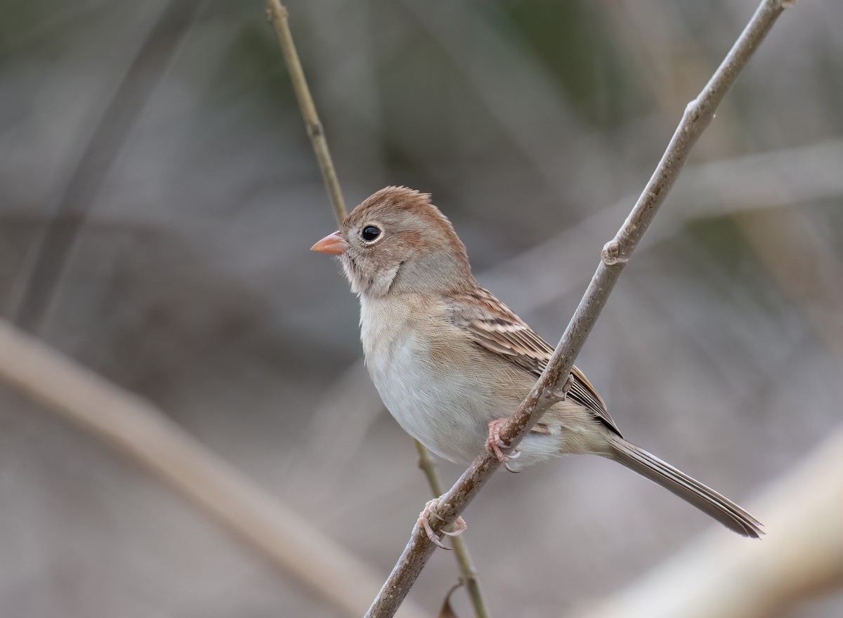 Klapperammer - ML646913247