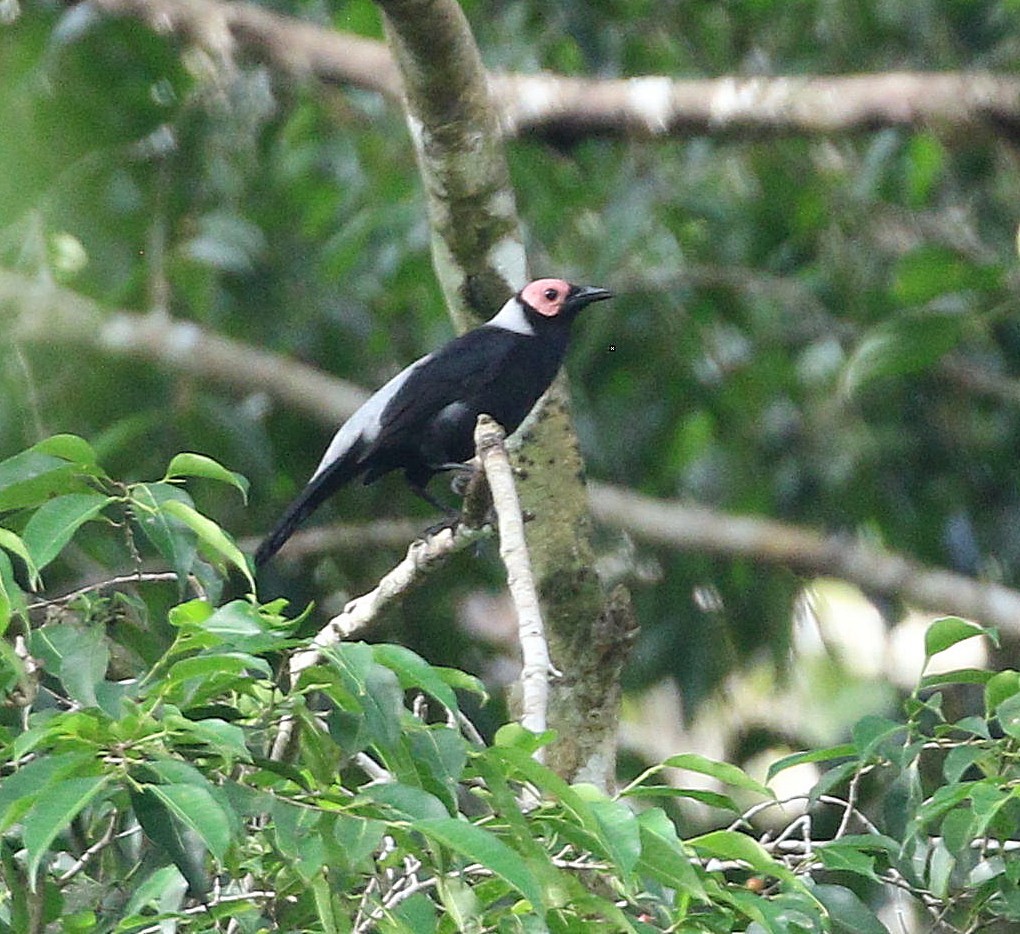 Coleto - ML646913248