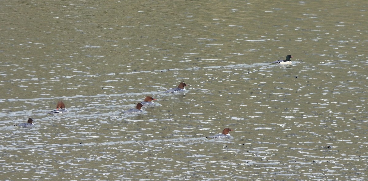 Common Merganser (North American) - ML646913250