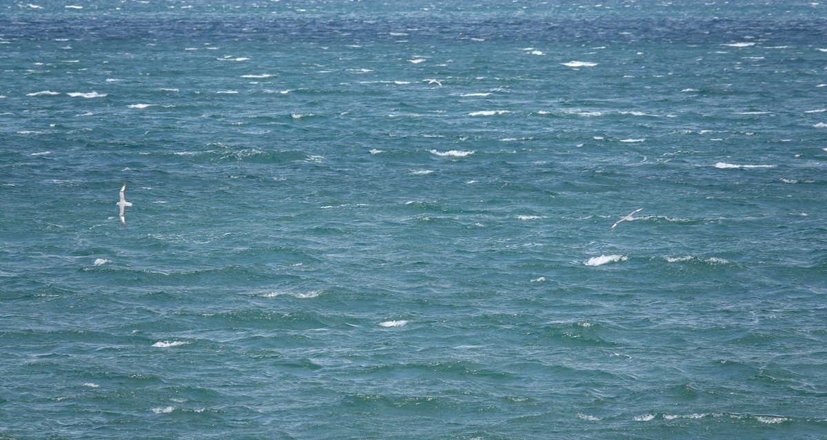 ギンフルマカモメ - ML646913252