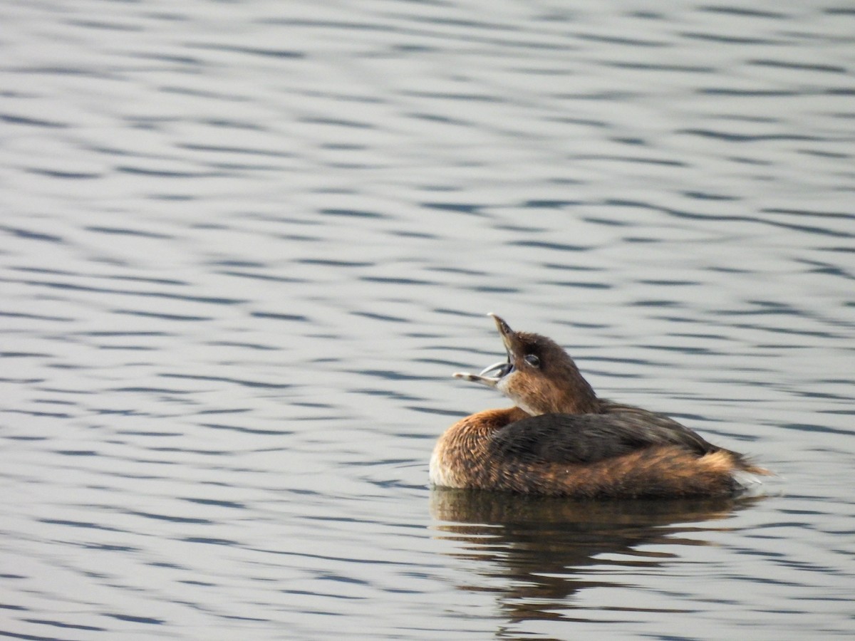 Pied-billed Grebe - ML646913253