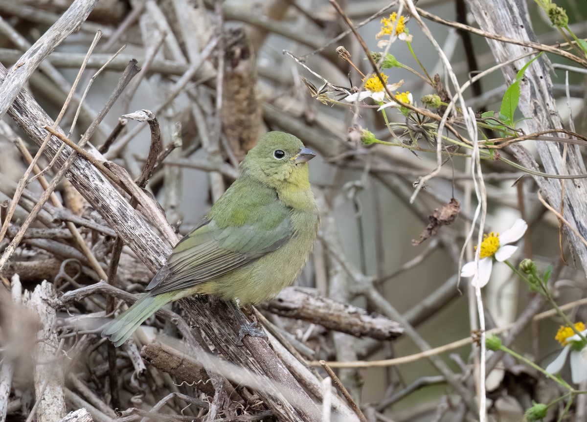 Papstfink - ML646913256