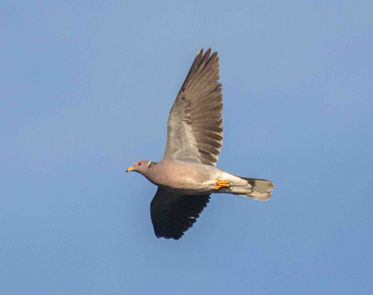 Band-tailed Pigeon - ML646913257
