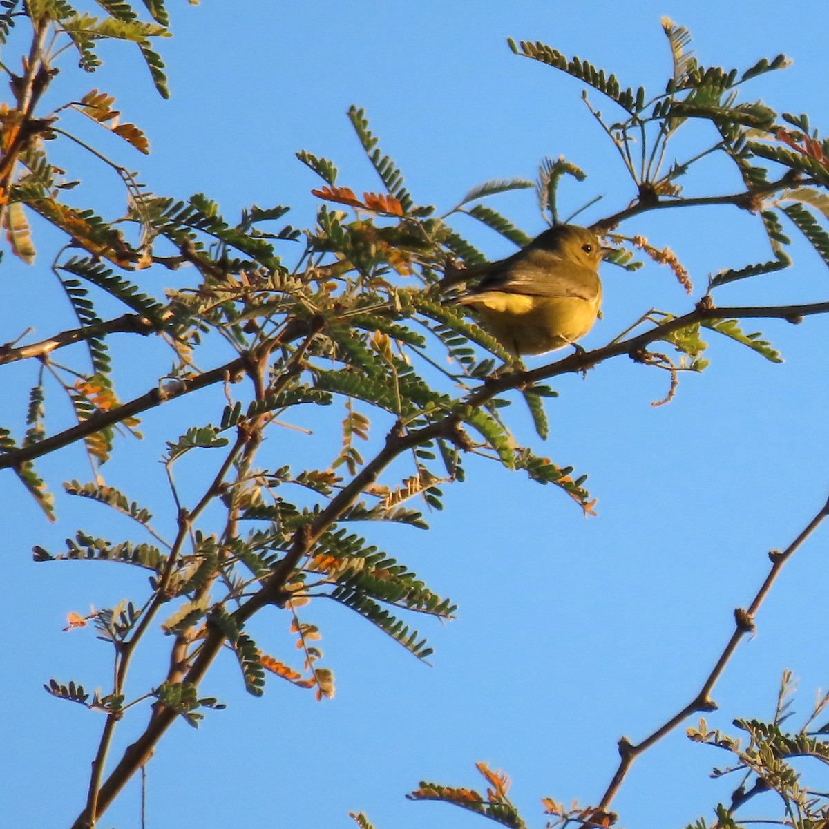 Orange-crowned Warbler - ML646913260