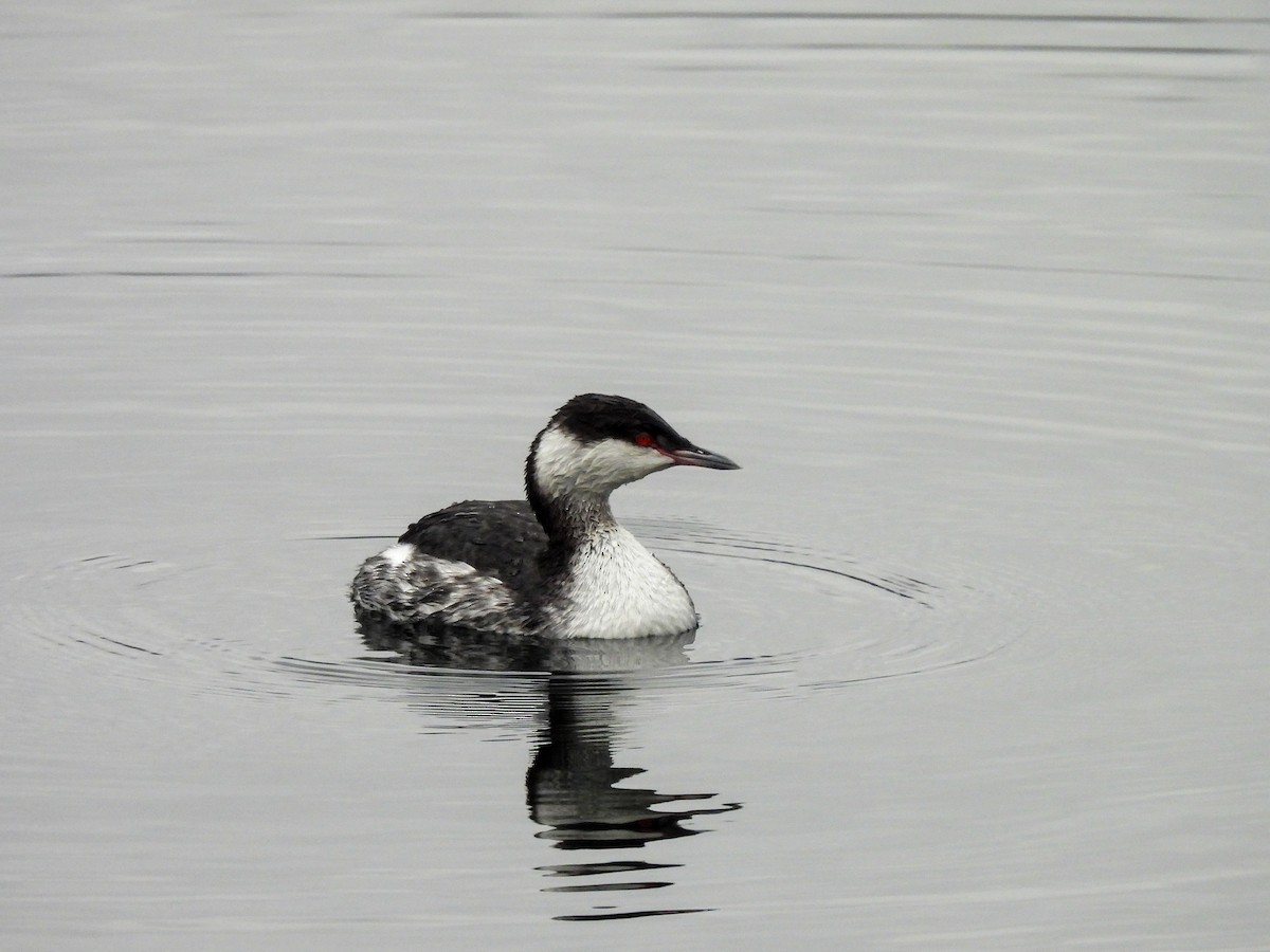 Horned Grebe - ML646913261