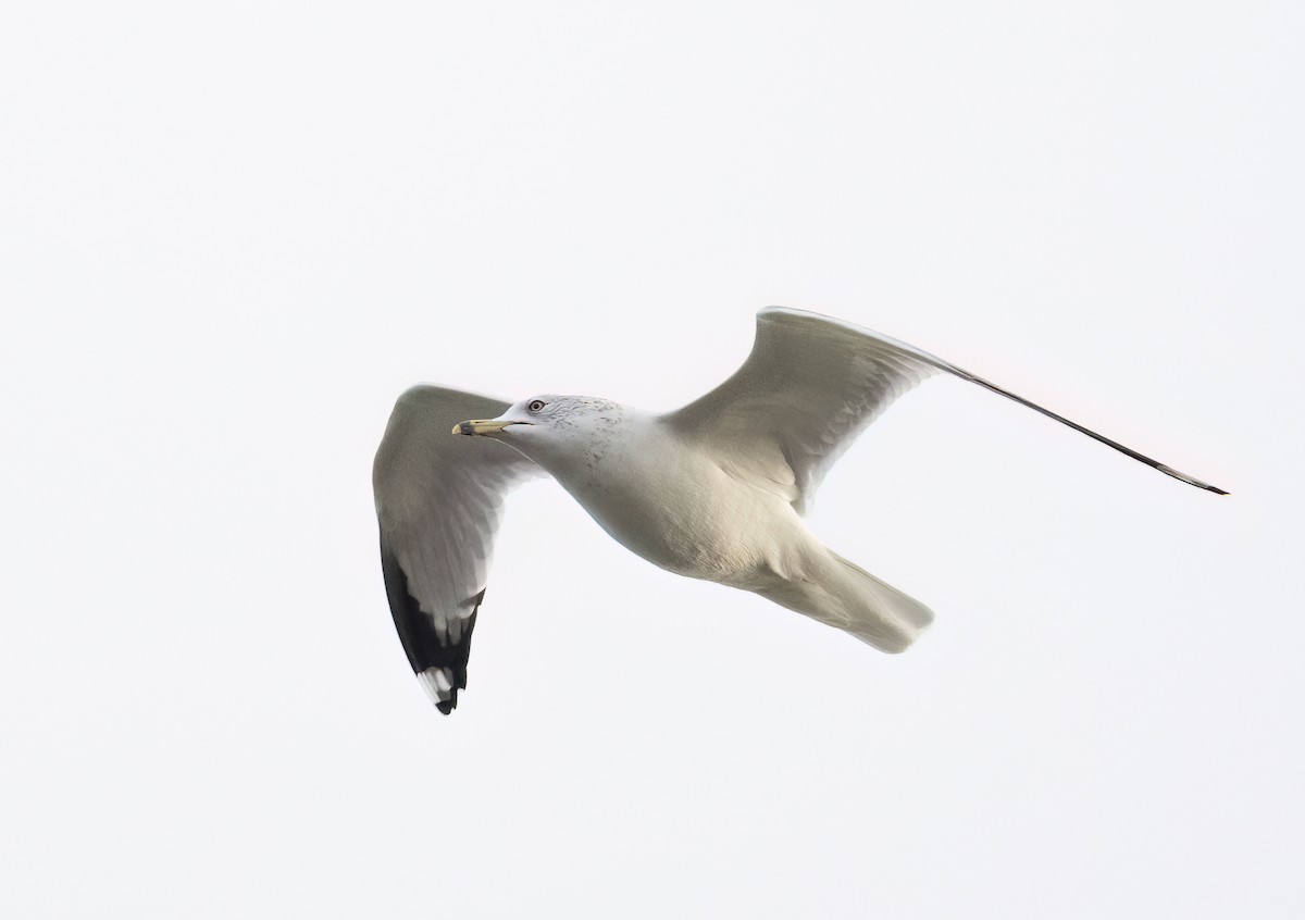 Ringschnabelmöwe - ML646913263