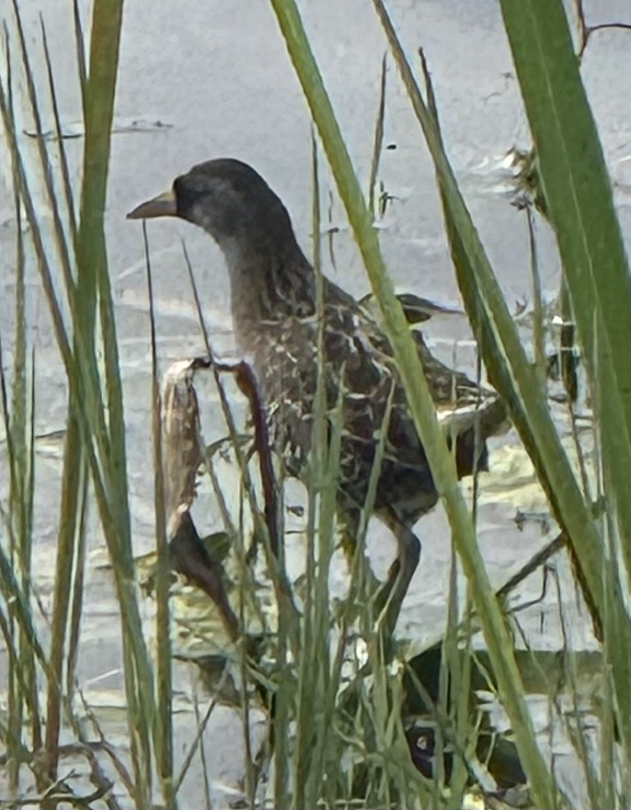 Погонич каролінський - ML646913265