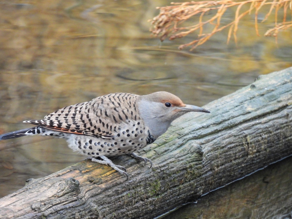 Northern Flicker - ML646913269