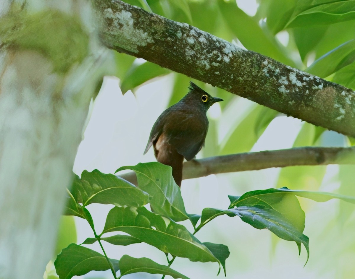 Yellow-wattled Bulbul - ML646913270
