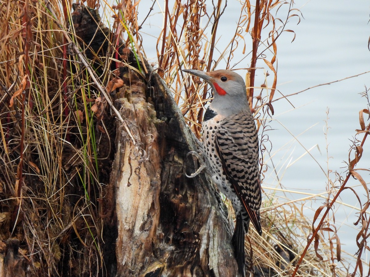 Northern Flicker - ML646913271