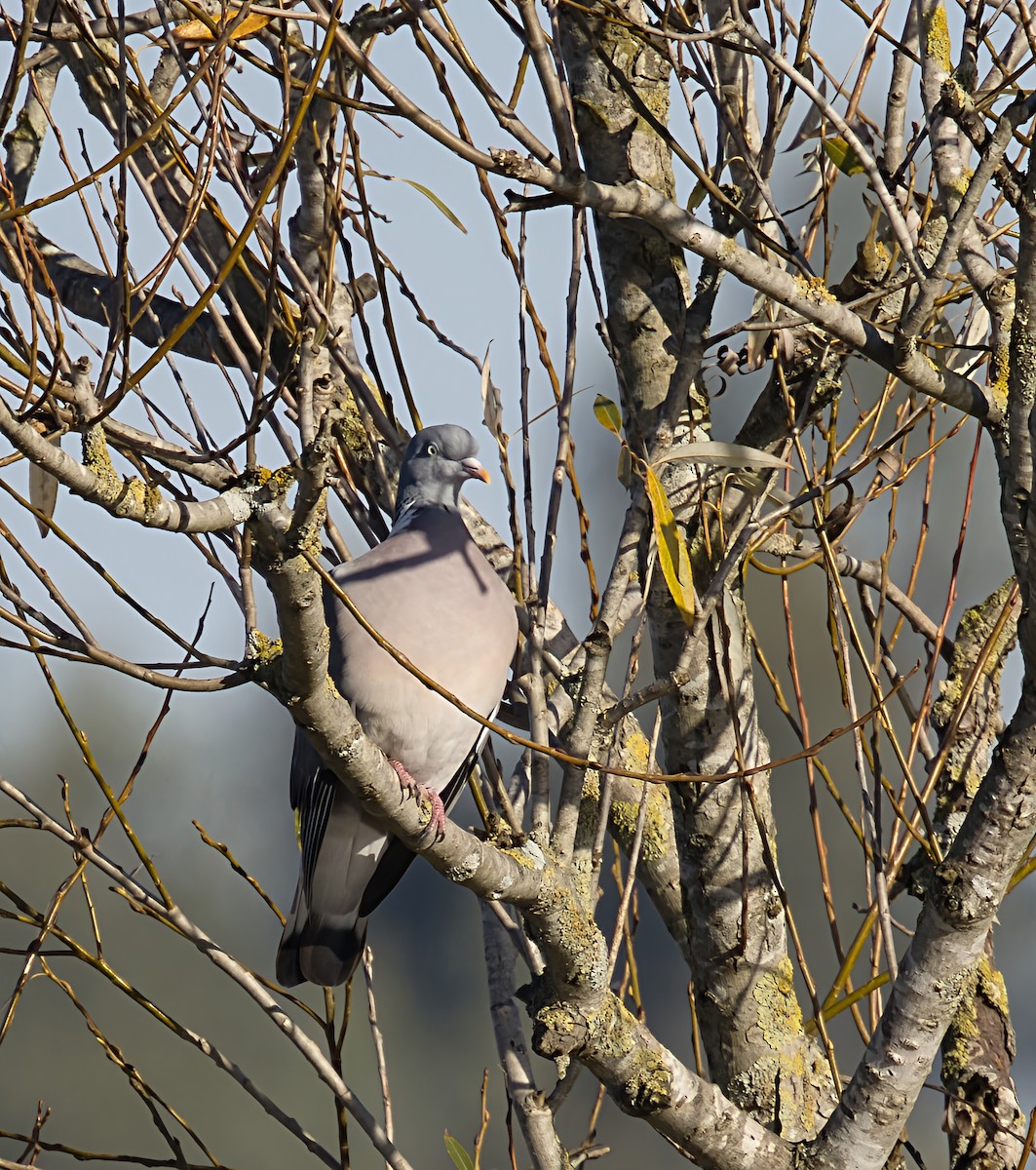 יונת ענק - ML646913273