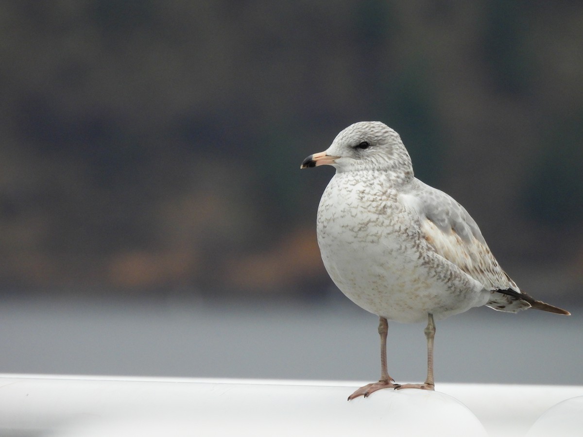 Ring-billed Gull - ML646913274