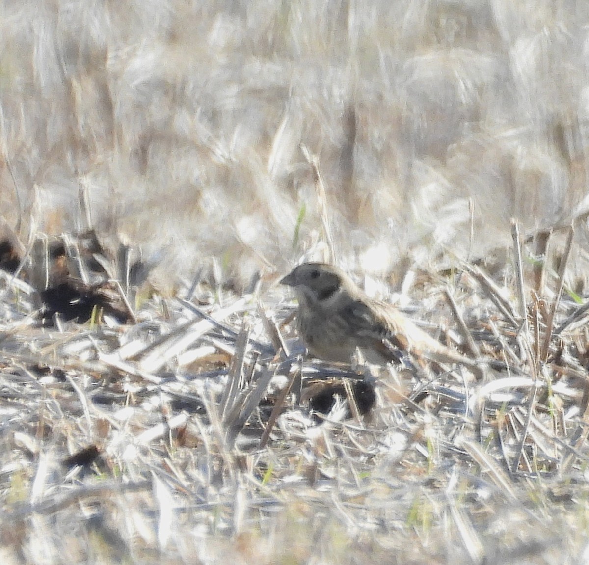 Буулгат хөмрөг - ML646913276