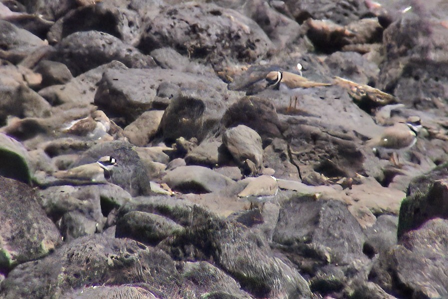 Common Ringed Plover - ML646913284