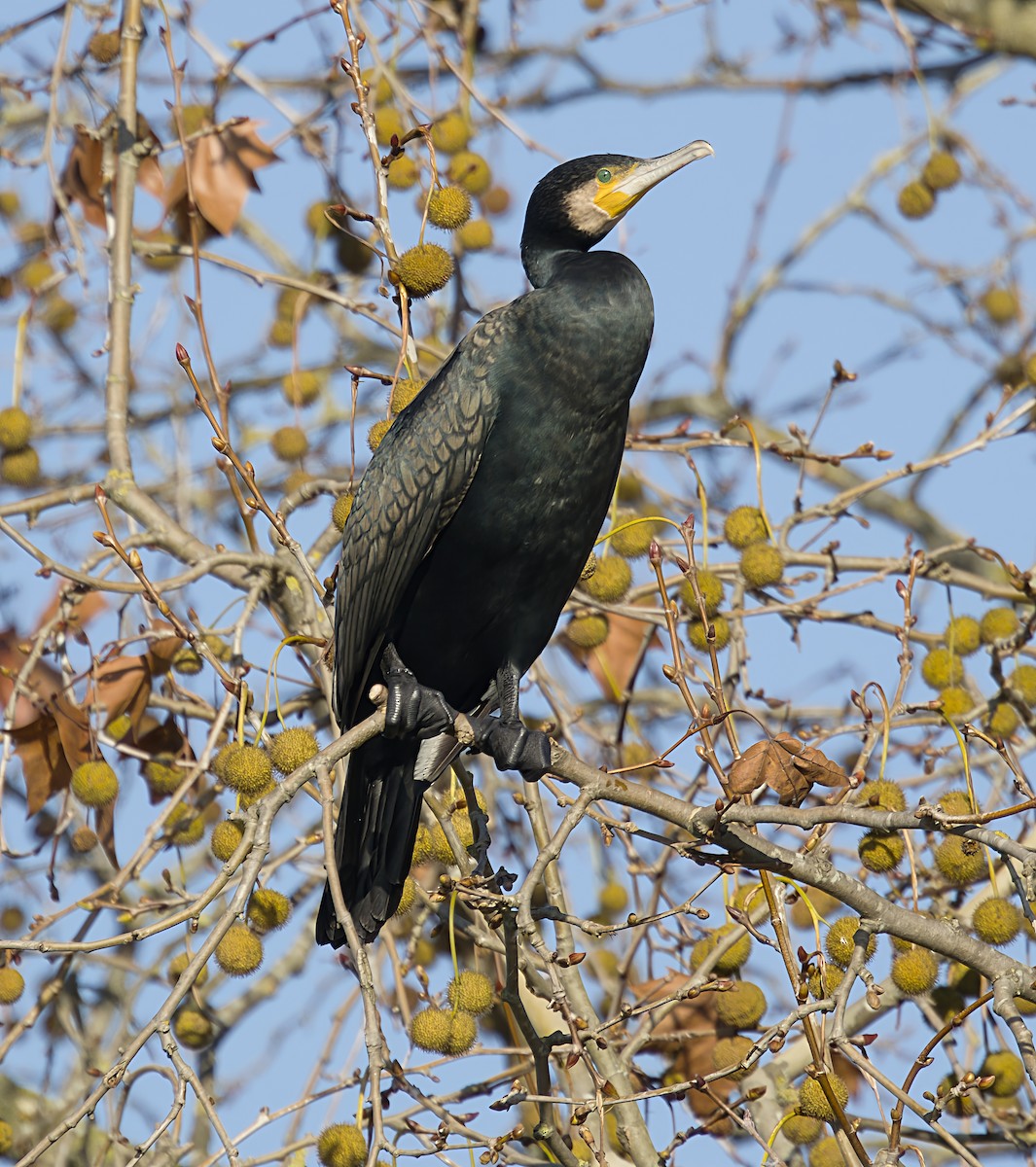 קורמורן גדול - ML646913289