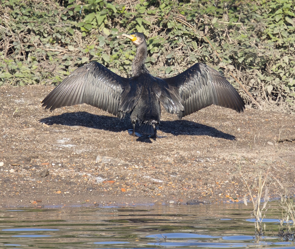 קורמורן גדול - ML646913290